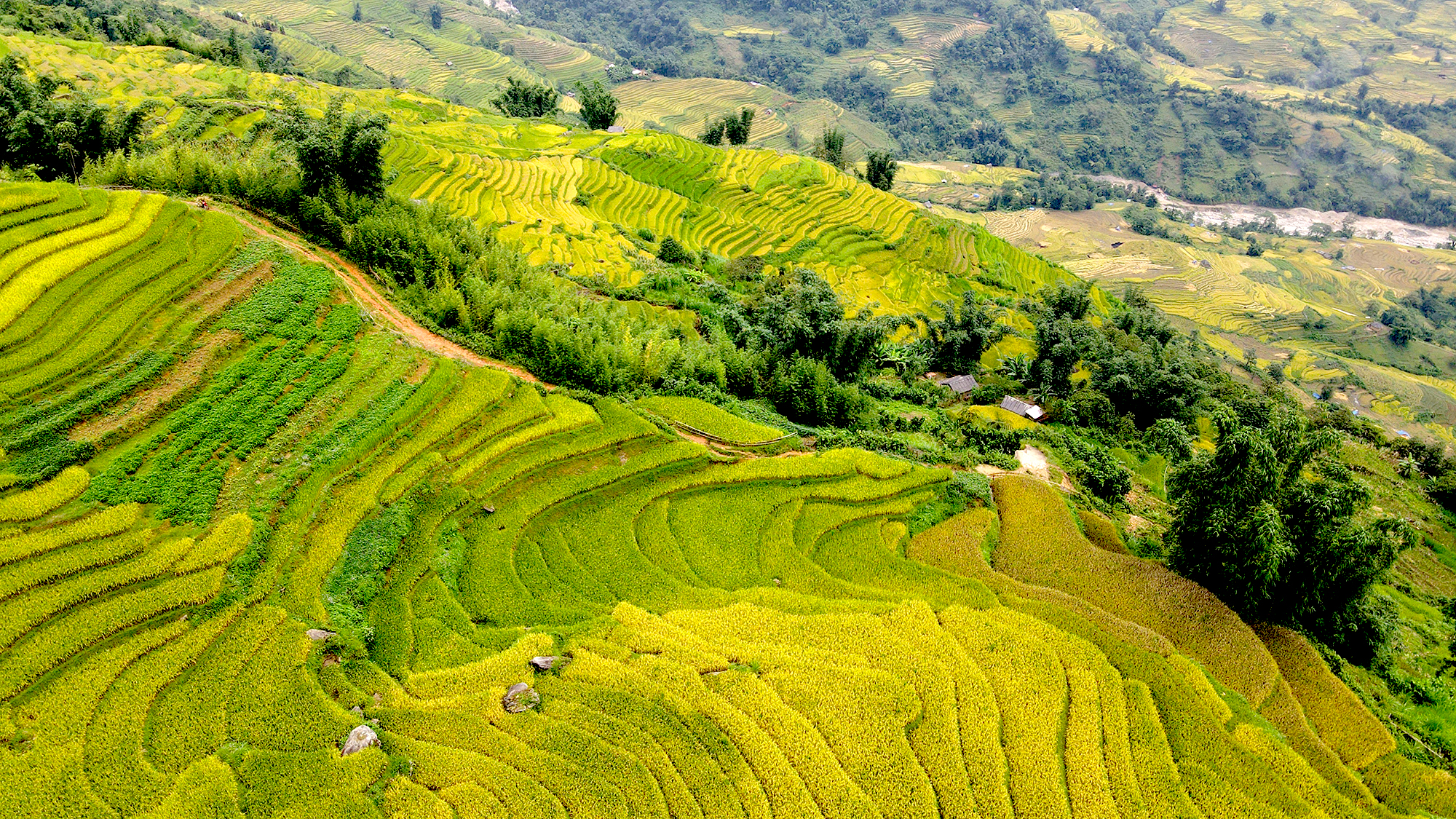 Rice Terrace in Sapa (4)